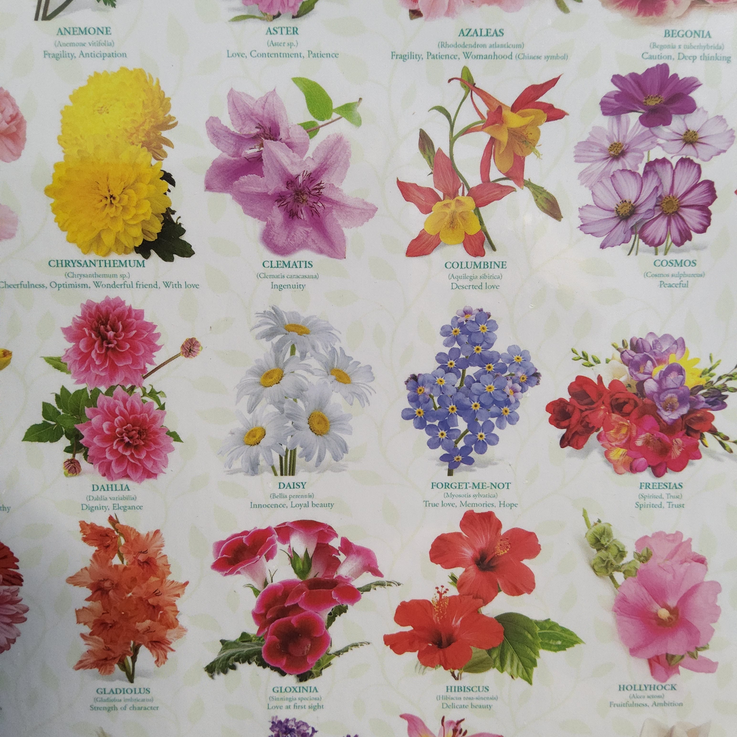 Eurographics Puzzle - The Language of Flowers - 1000 pieces - 6000-0579