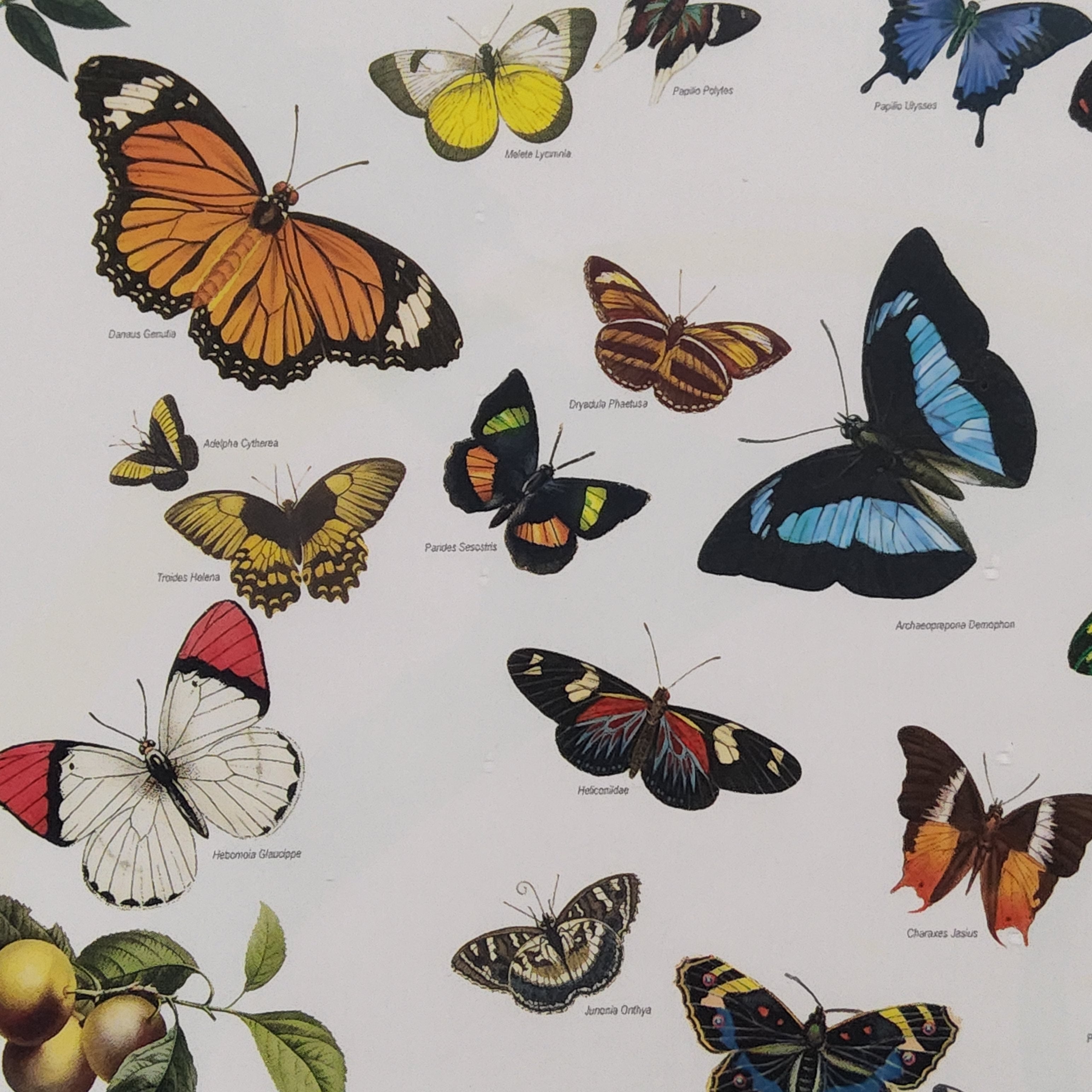 Eurographics Puzzle - Butterflies - 1000 pieces - 6000-0077