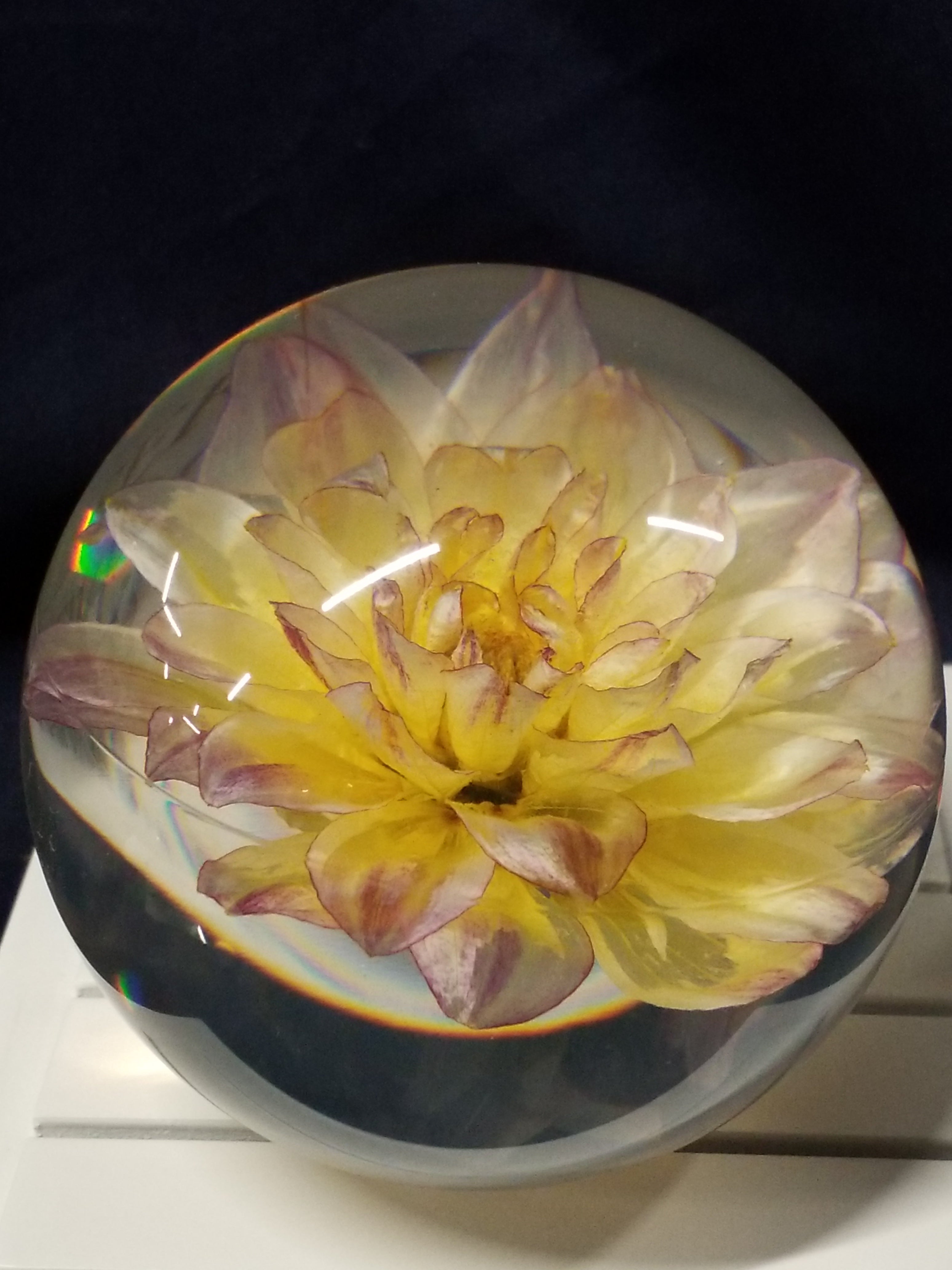 Glass Paperweight with Yellow Dahlia
