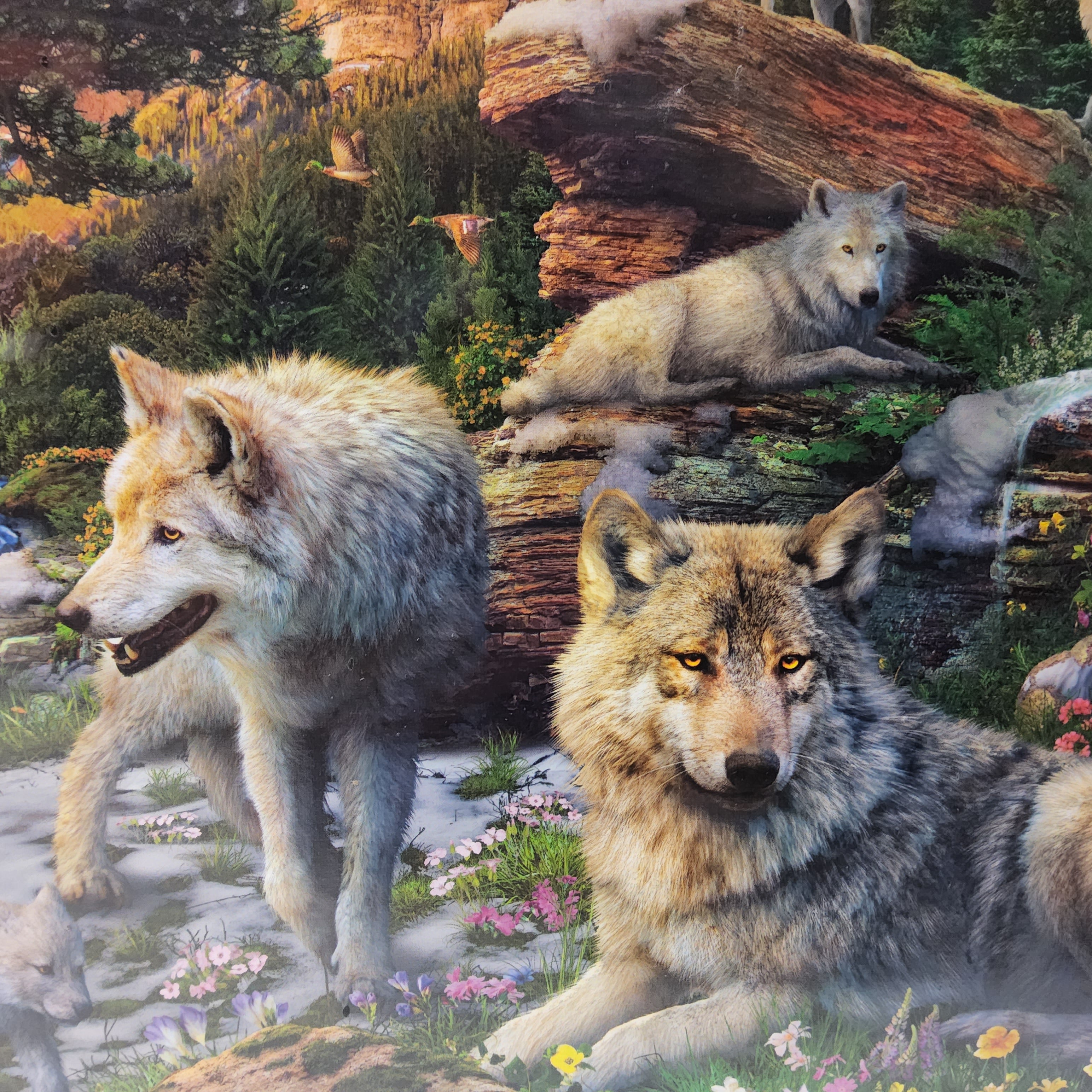 Ravensburger Puzzle - Wolves in Spring - 1500 pieces - #16598